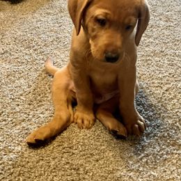 Labrador Retriever Puppies from TNT Elite Labradors