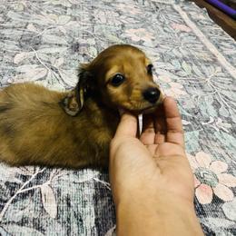 Sky - Dapple female Dachshund puppy in Magnolia, Texas from Carrie’s Countryside Dachshunds