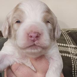 Green Male - Red and white male Cockapoo puppy in Mocksville, North Carolina from Hunting Creek Farm & Kennel