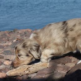 Aussiedoodle Puppies from DuWoof