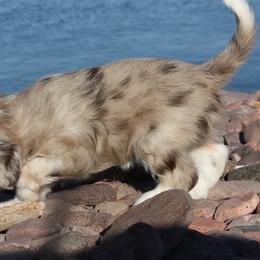 Aussiedoodle Puppies from DuWoof