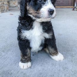 Bernedoodle Puppies from Baldridge Bernedoodles