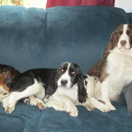 English Springer Spaniels from Springer Spaniels of McCormick