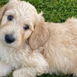 Goldendoodles from Island 7 Goldendoodles