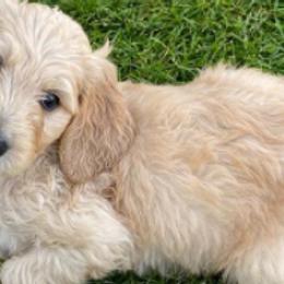 Goldendoodles from Island 7 Goldendoodles