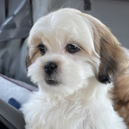 Summer - Shih Tzu