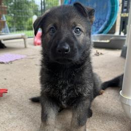 Yellow - Sable male German Shepherd puppy in Buffalo, West Virginia from Z Tykev Vino LLC