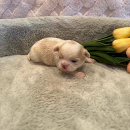 Brook - Liver male Shih Tzu puppy in Success, Missouri from Sweet Success