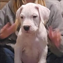 Sneezy - White male Dogo Argentino puppy in Bear River City, Utah from Valkka Kennels