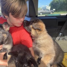 German Shepherd Puppies from Celtic Rose German Shepherds