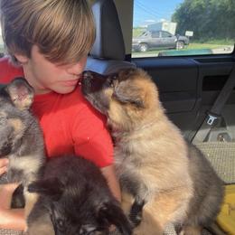 German Shepherd Puppies from Celtic Rose German Shepherds