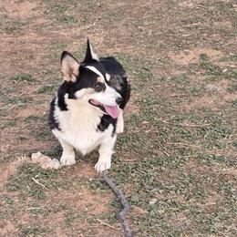 Ginny - Pembroke Welsh Corgi