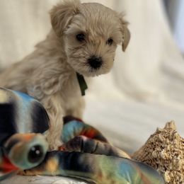 Ruby - Wheaten female Miniature Schnauzer puppy in Port Orchard, Washington from Silver Bells Miniature Schnauzers