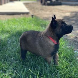 Belgian Malinois Puppies from Tehachapi Malinois