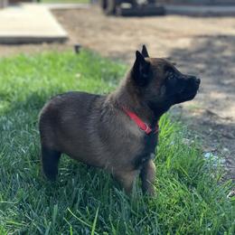 Belgian Malinois Puppies from Tehachapi Malinois