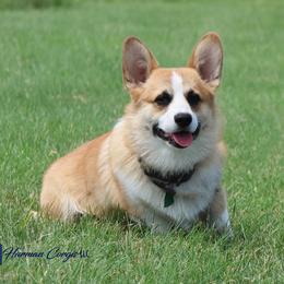 Fredrick - Pembroke Welsh Corgi
