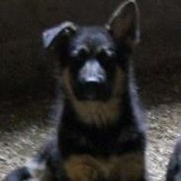 German Shepherds from Silverwolf German Shepherds