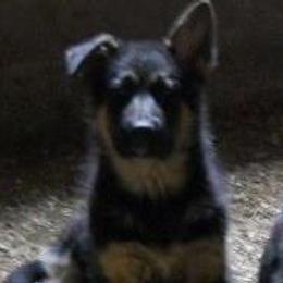 German Shepherds from Silverwolf German Shepherds