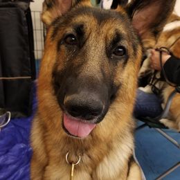 German Shepherds from Dee Sims German Shepherds
