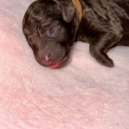 Labradoodle Puppies from Mud Puppies