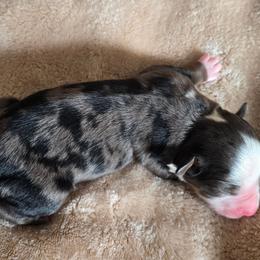 Torque - Blue merle male Miniature Australian Shepherd puppy in Paris, Texas from Blue Envy Mini Aussies