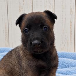 Dark Male - Red sable male Belgian Malinois puppy in Columbia, South Carolina from Kaizen Ruach Malinois