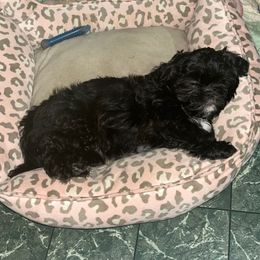 Smokey - Black and white male Shih Tzu puppy in Hull, Georgia from Precious to the world Shih Tzu’s