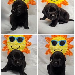 Girl 6 - Black female Labrador Retriever puppy in Holyoke, Massachusetts from Urban Oak Labradors LLC