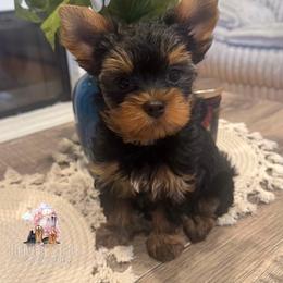 Rocky - Black and gold male Yorkshire Terrier puppy in Riverside, California from Heaven_sent_toy_yorkies