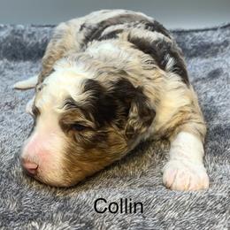 Collin - Chocolate merle male Bernedoodle puppy in New Ringgold, Pennsylvania from Hawk Mountain Doodles