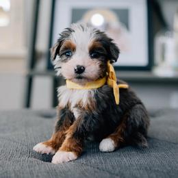 Juliet - Merle female Bernedoodle puppy in Murray, Utah from Sun Valley Doodles