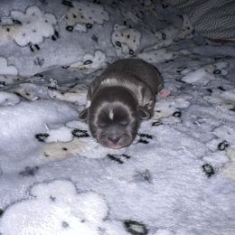 Shih Tzu Puppies from P&B Tzu Tribe