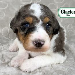 Glacier - Merle male Bernedoodle puppy in Milan, Indiana from Doodles & Spice