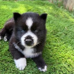 Baloo - Black and white male Pomsky puppy in La Vergne, Tennessee from Atencio Pomsky