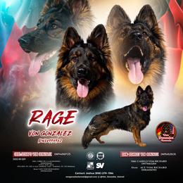 German Shepherd puppies from Von Gonzalez Kennel