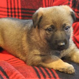 German Shepherd Puppies from Krafthaus German Shepherds
