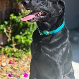 Labrador Retrievers from Shining Diamonds Kennels