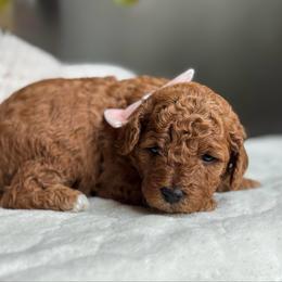 Brook - Red female Cavapoo puppy in Orrstown, Pennsylvania from Pawfect Fur Friends