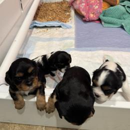 Cavalier King Charles Spaniel Puppies from Shooting Star Cavaliers