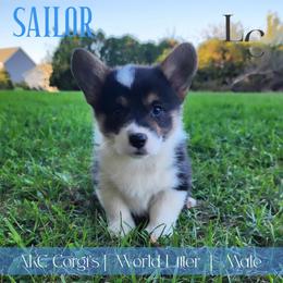 Sailor - Black and tan male Pembroke Welsh Corgi puppy in Pine Village, Indiana from NL Horsemanship