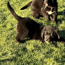 Black White Male - male Golden Mountain Dog puppy in Tacoma, Washington from Canyon Meadows Farm