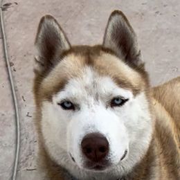 Nopal - Siberian Husky