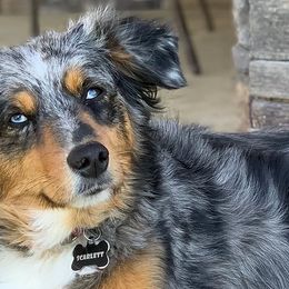 Australian Shepherds, Miniature American Shepherds, Miniature Australian Shepherds, and Toy Australian Shepherds from JKKJ Farms
