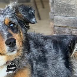 Australian Shepherds, Miniature American Shepherds, Miniature Australian Shepherds, and Toy Australian Shepherds from JKKJ Farms