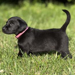 Capri Starlight - Black female Labrador Retriever puppy in Richmond, Maine from King K9 Academy