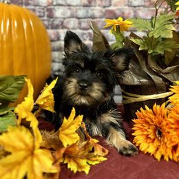 Yorkshire Terrier Puppies from Wild Azalea Yorkies on FB