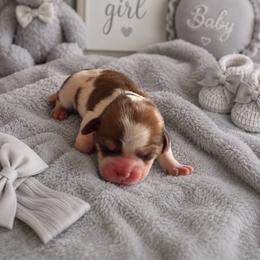 Gray Collar - Liver and white female Shorkie puppy in Staten Island, New York from Sensational Shorkies