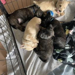 Wheaten girl - Wheaten female Scottish Terrier puppy in Brule, Nebraska from Scottyland Yard