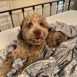 Aussiedoodle All Grown Up from Aspen Mountain Doodles LLC