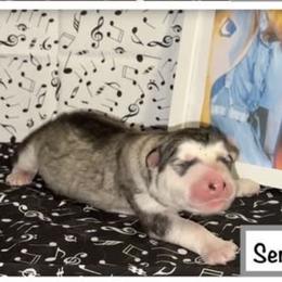 Serious Moonlight - Seal and white female Alaskan Malamute puppy in Easton, Maryland from Stars Howl-O Kennels by FurEver Friends Inc